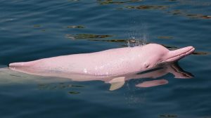 O Boto Cor-de-Rosa da Amazônia é um dos principais animais que geram curiosidade em se conhecer.