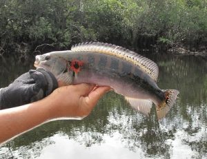 A temporada de pesca é um dos eventos mais importantes da região amazônica