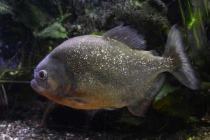 Os peixes são um dos alimentos mais tradicionais existentes da Amazônia