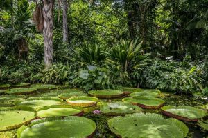 A Amazônia é um local bom de ir durante o ano inteiro, a região costuma bater os 30°C o ano inteiro e suas estações não costumam ser tão diversas.