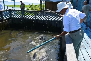 simulacao pesca pirarucu3 1920w