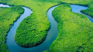 Natureza e turismo: diversidade da flora e fauna amazônicas